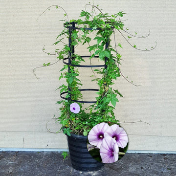 Moonflower Or Ipomoea